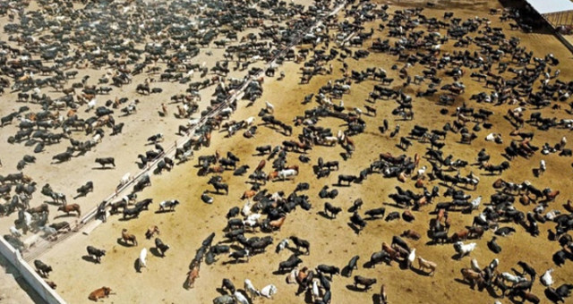 Tarım ve Orman Bakanı Pakdemirli’den Şarbon Açıklaması: Hayvanlar Piyasaya Verilmedi