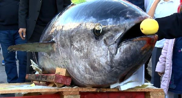 2,5 Metrelik Orkinos İlgi Odağı Oldu