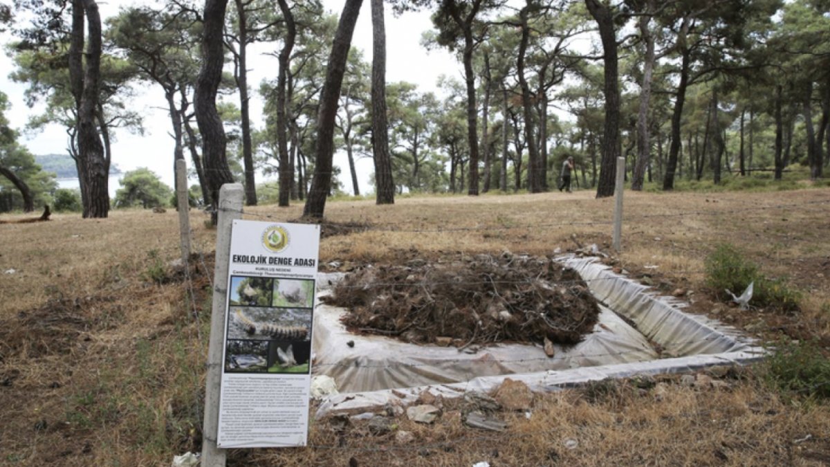 İstanbul’da ormanlarda zararlı böceklere karşı mücadele