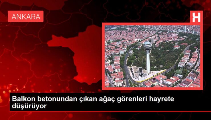 Balkon betonundan çıkan ağaç görenleri hayrete düşürüyor