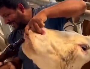 “İneğe içki” görüntüsü sonrası inceleme: İlaç verdiği belirlendi