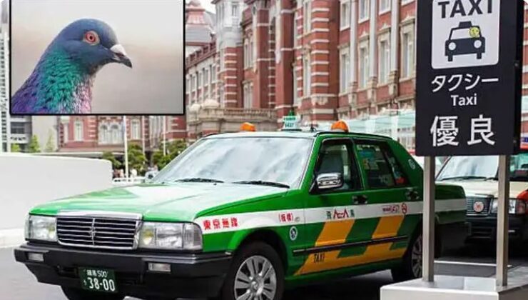 Japonya’da bir güvercini taammüden ezip öldüren taksici tutuklandı