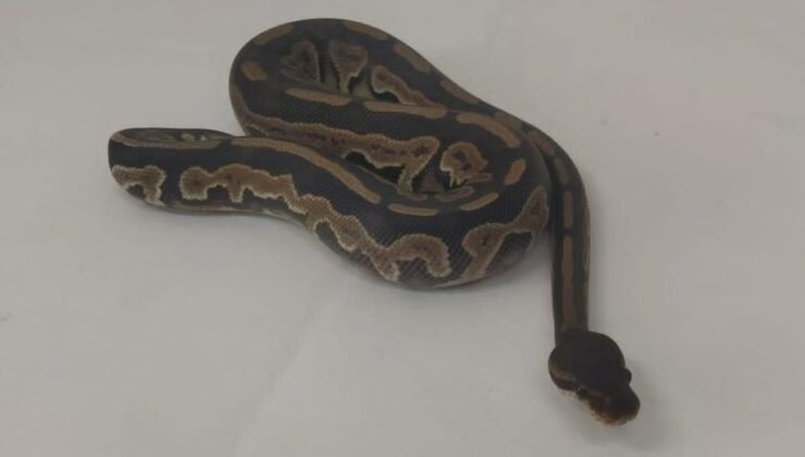 Toplumsal medyadan satılmaya çalışılan piton yılanına el konuldu