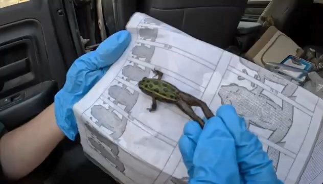 ABD’de jenerasyonu tükenmekte olan “leopar kurbağalar” tabiata bırakıldı