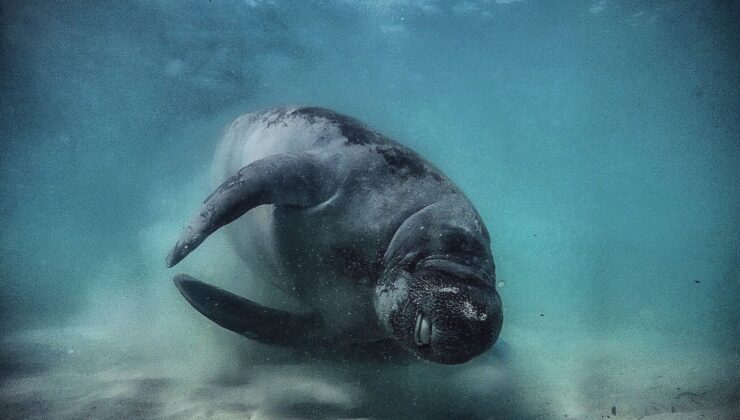 Kuşakları bu türlü tükendi! Hem timsahlar, hem köpek balıkları tarafından avlanmışlar