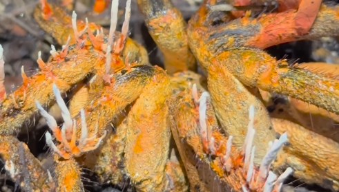 Tarantulanın beynini ele geçirdi! Dizilere bahis olan zombi mantarı bu türlü görüntülendi