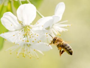 Arıları müdafaa çalışmaları: Bilim insanları besin desteği geliştirdi!
