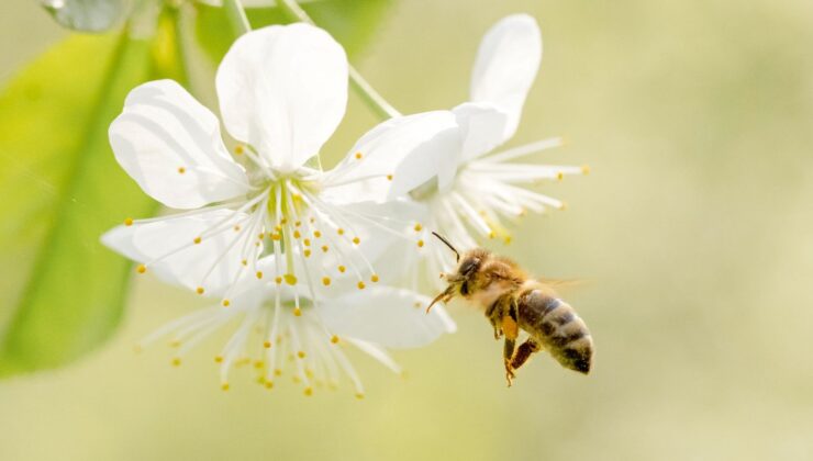 Arıları müdafaa çalışmaları: Bilim insanları besin desteği geliştirdi!