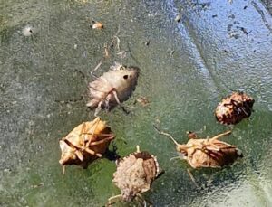 Çiftçileri panik sardı: Gördüğünüz yerde imha edin!