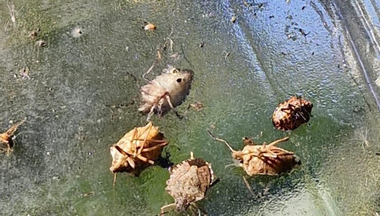 Çiftçileri panik sardı: Gördüğünüz yerde imha edin!