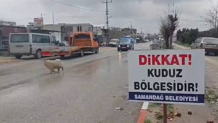 Hatay’da 4 mahalle kuduz nedeniyle karantinaya alındı