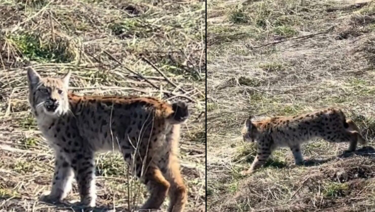 “Doğada ender yaşanan bir an” Ormanın hayaleti görüntülendi