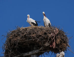 Yaren leylek, eşi Nazlı’ya kavuştu