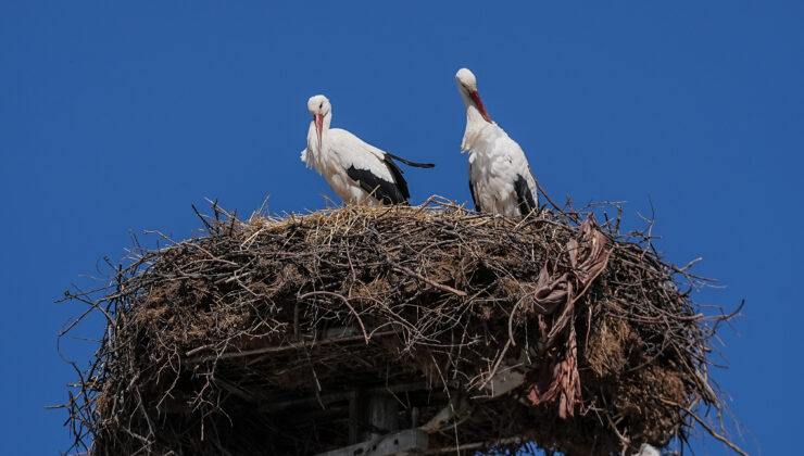 Yaren leylek, eşi Nazlı’ya kavuştu