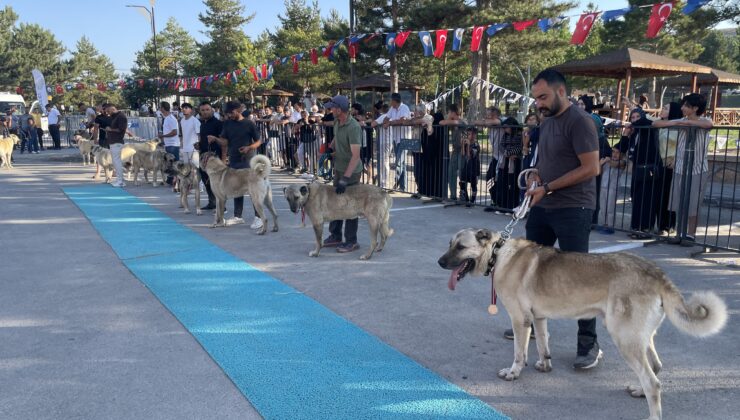 Dünyaca ünlü “Bozkırın aslanları” podyuma çıktı. Kangallar en hoş seçilmek için yarıştı